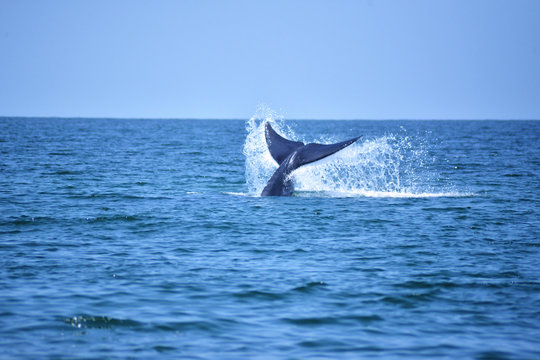Bryde's whale in the Gulf of Thailand It is registered with the Department of Marine Resources.