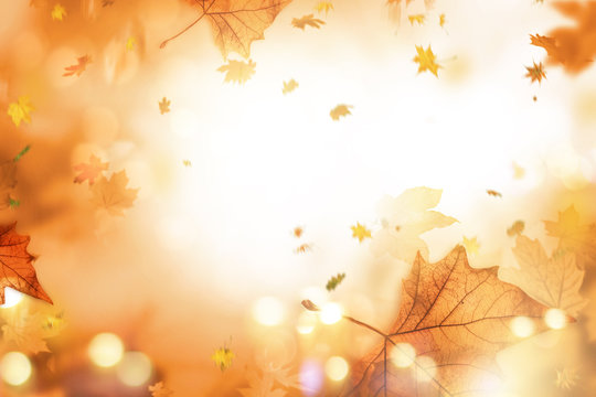 Fototapeta autumn leaves 