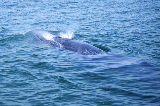 Bryde's whale in the Gulf of Thailand It is registered with the Department of Marine Resources.