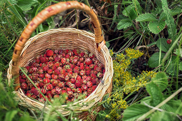 Fototapeta na wymiar Strawberries in the basket