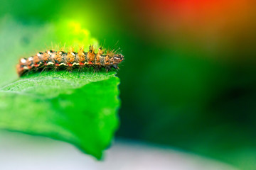 Caterpillar on a green leaf