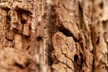 Bark Tree Texture Macro