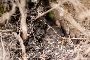 Close-up macro view of small tree roots on the ground
