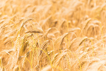 Close up of Wheat in a field in the Welsh Countryside © Stephen Davies