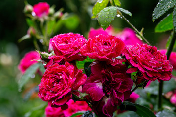 Macro of rose flower with water drops