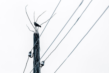 Starling on a pole