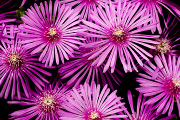 Cooper's iceplant purple flower