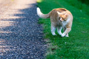Defensive domestic cat with hackles up and fluffed up raised fur along back