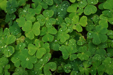 Green clover leaves with water droplets