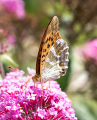 Silver-washed Fritillary or Argynnis paphia