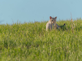 Chat Chasseur
