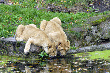 Plakat Löwen (Panthera leo) Captive, Deutschland, Europa
