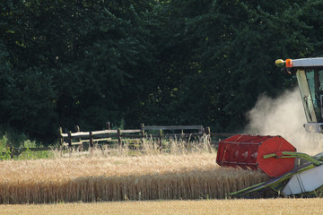 Harvest in autumn