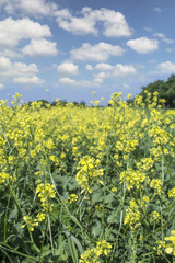 Fototapeta premium Oilseed rapeseed flowers in cultivated agricultural field.