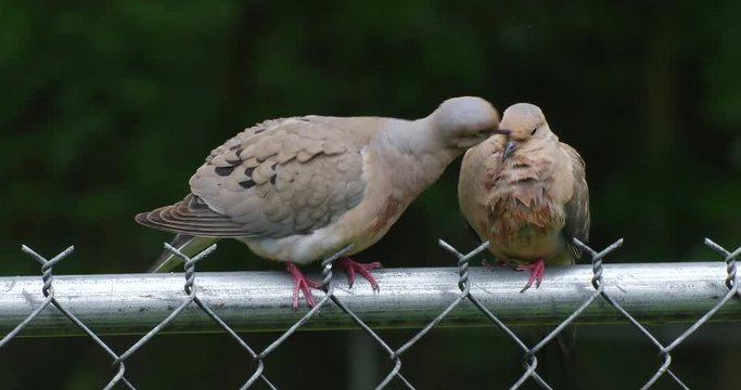 A Pair of Mourning Doves sitting on a chain link fence, preening each other after a rain.