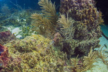 Naklejka na ściany i meble Atlantic Coral Reef