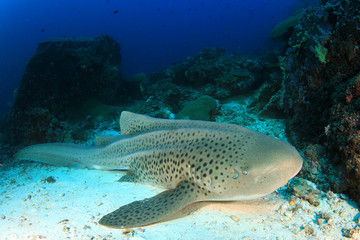 Leopard Shark (Zebra Shark)  