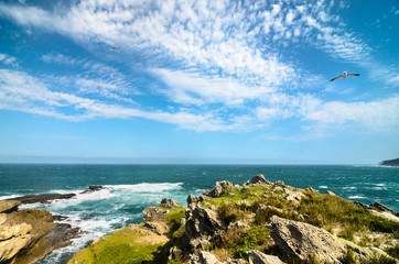 Robberg Nature Reserve, coast rocks and indian ocean waves, sea bird up in the sky. Garden route, South Africa