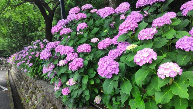 garden of hydrangea