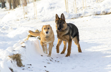 Dogs in the winter park