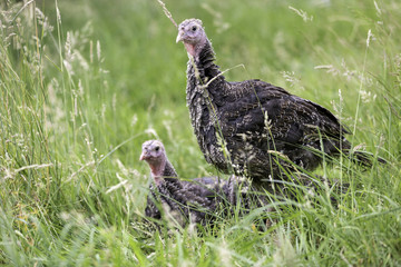 Zwei Puten ruhen im gr&uuml;nen Gras
