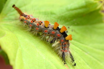 Raupe vom Schlehenspinner