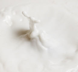 Chocolate falls in milk