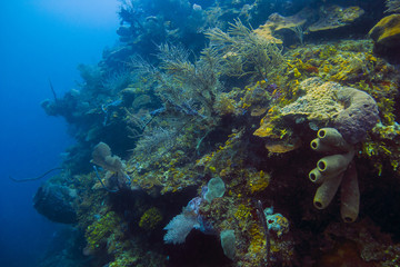 Naklejka na ściany i meble Deep Carribean Reef