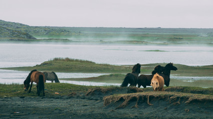 icealnadic horses playing with each other in stokksnes with foggy grassland
