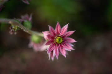 Obraz premium Gros plan de la jolie fleur de joubarbe dans le jardin au début de l'été