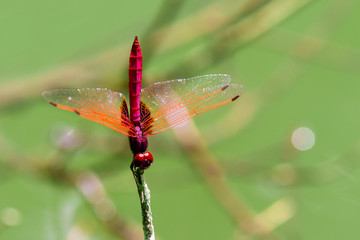 Insect red dragonfly in nature pond