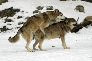 Fototapeta na wymiar Mackenzie-Wölfe (Canis lupus occidentalis), Captive, Deutschland, Europa