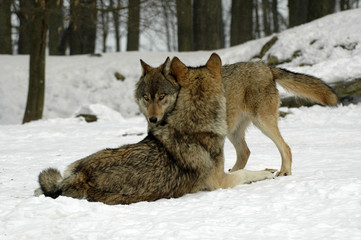 Mackenzie-Wölfe (Canis lupus occidentalis), Captive,  Deutschland, Europa