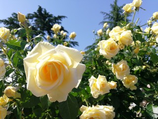 garden of roses