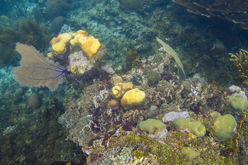 Fototapeta na wymiar Coral Reef Outcrop