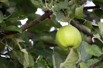 Apple harvest in autumn