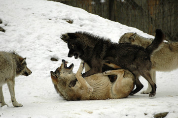 Mackenzie-Wölfe (Canis lupus occidentalis), Captive,  Deutschland, Europa