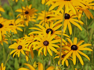 Blühender Sonnenhut, Rudbeckia fulgida