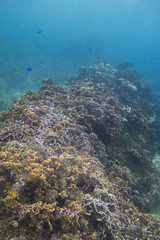 Coral reef wall