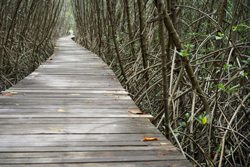 Obraz premium Wood bridge in mangrove forest Thailand