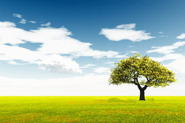 Fototapeta na wymiar Alone Tree at meadow and the blue sky