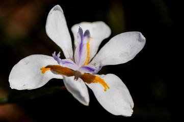 Wild Iris