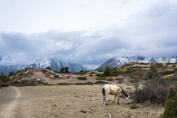 Naklejka premium White horse, grazing high in the mountains, Nepal.
