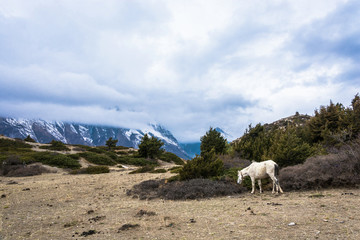 White horse, grazing high in the mountains, Nepal.