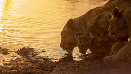 Female Lion and Cubs at Watering Hole Sunset. 