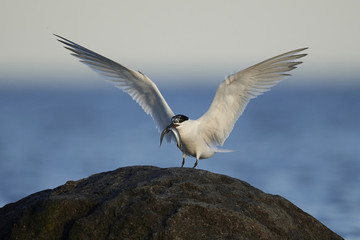 Sandwich tern (Thalasseus sandvicensis)