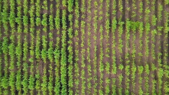 Aerial view of green country field with row lines in Thailand. Top view From low to high. Agriculture concept Landscape background
