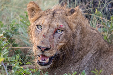 Wounded Lion with fresh cuts from fight