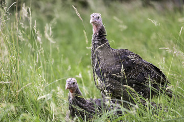 Zwei Bronzeputen ruhen im gr&uuml;nen Gras