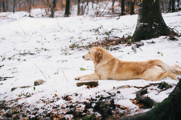 golden retriever dog in beech forest in winter with snow on the ground